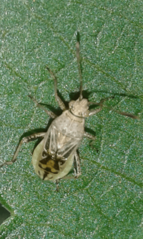 Stictopleurus sp. (Rhopalidae)?